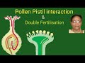 @Pollen-pistil Interaction &amp; Double Fertilisation