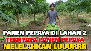 MEMBANTU PAK SUGENG PANEN PEPAYA ‼️ PANENNYA SAJA MELELAHKAN APALAGI TANAMNYA 😁