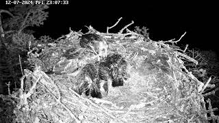 Poole Harbour Osprey Nest Camera  Aerial View