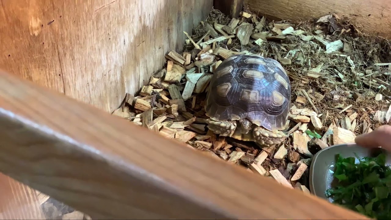 かめの飼育なら埼玉県入間市のカメ専門店 かめぢから