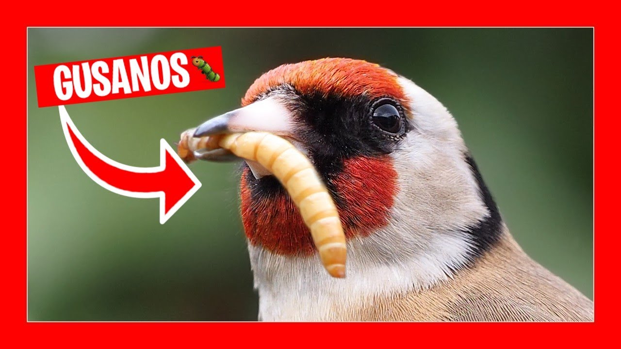 Вот почему 😱 вы должны давать своим птицам червей 🐦 Tenebrios для птиц