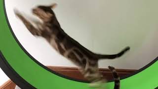 Super fast bengal cat on his one fast cat wheel