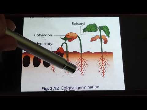 Video: Forskjellen Mellom Epigeal Og Hypogeal Spiring