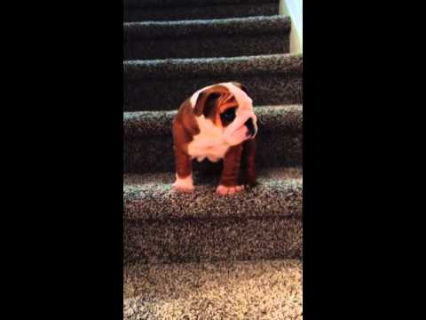 English Bulldog puppy conquers the stairs