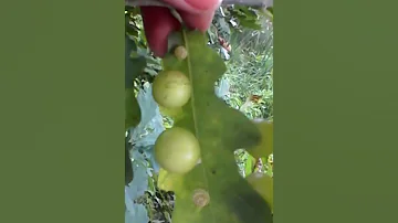 А ЧТО РАСТЕТ НА ДУБЕ ТОМ?