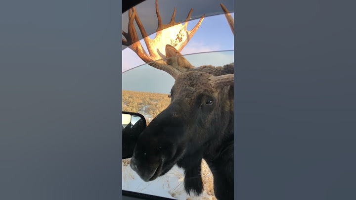 Spotkanie z dzikim łosiem w pobliżu Grand Teton || ViralHog