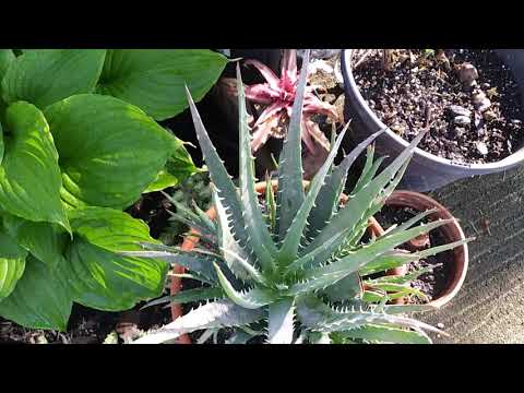 Video: Aloe în Creștere - Agave