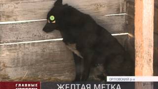 В Орле появились собаки с желтыми бирками В Орле появились собаки с желтыми бирками