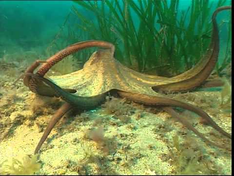 Vidéo: Différence Entre Le Poulpe Et Les Calamars