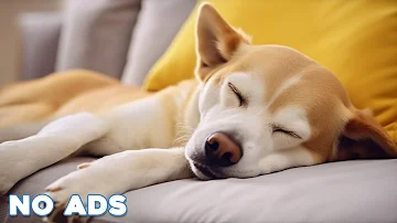 12 Hours Music Relax 🎵 Calming Piano Music For Dog ♬ Instantly Soothe Your Anxious Dog