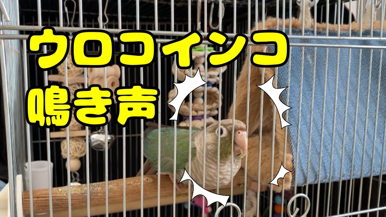 ウロコインコの鳴き声・呼び鳴き（Green Cheek Conure Sound）