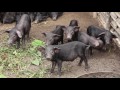 Effective management strategies for low cost organic production of native pigs