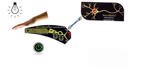 NeuroBytes Rod Photoreceptor (#5)