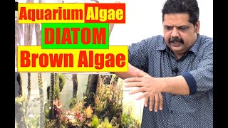Aquarium Algae Control | Diatom | Brown Algae | Mayur Dev Aquascaper | Nature Aquarium Problems 4K