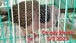 Chim cu gáy khách thái tốc độ 5/5/2023. trại chim thế Hiển cà mau 0914395359