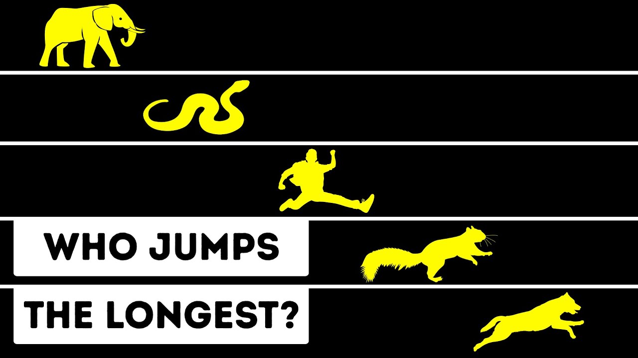 Which animal did not jump?
