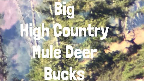 Big High Country Mule Deer Bucks | Archery Deer Hunt | Washington 2017