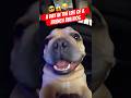 A Day in the Life of a French Bulldog 😂🐶 Funny Dog videos #sora