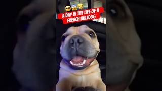 A Day in the Life of a French Bulldog 😂🐶 Funny Dog Moments #shorts #dogcomedy #funnyanimals