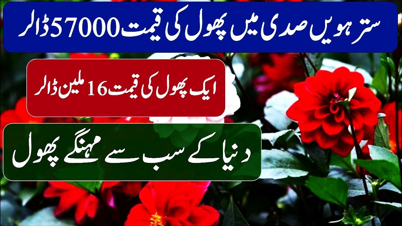 Most Precious Flower In The World Duniya Ke Sab Se Qeemati Phool In