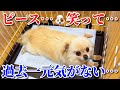 保護犬ピースとのお別れの日の様子