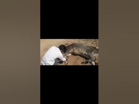 Animal rescue by animal ngo team - 911 | Animal ngo | cow 