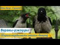 Птушкі ў горадзе. Загадкавыя суседзі: ГАРАДСКІЯ ВАРОНЫ – рэкеціры і інтэлектуалы/ Гарадскія двары