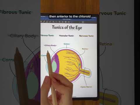 Tunics of the