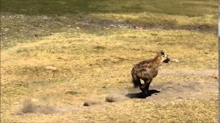 Hyena running