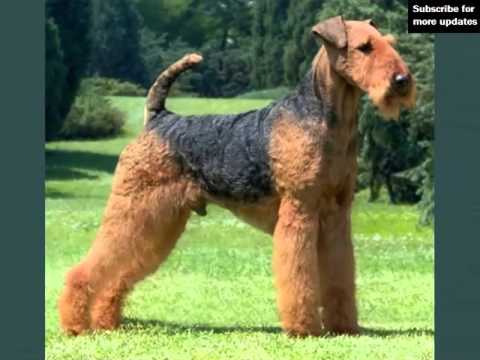 lovely pictures of dog terrier airedale picture ideas of dog
