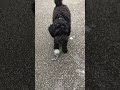 𝙁𝙚𝙩𝙘𝙝 &amp; 𝙋𝙡𝙖𝙘𝙚 (9 months old)