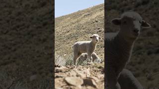 Carson City’s Woolly Firefighters Are on the Move