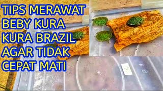 Tips merawat beby kura kura brazil agar tidak cepat mati
