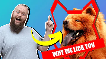 Why CHOW CHOWS LICK You