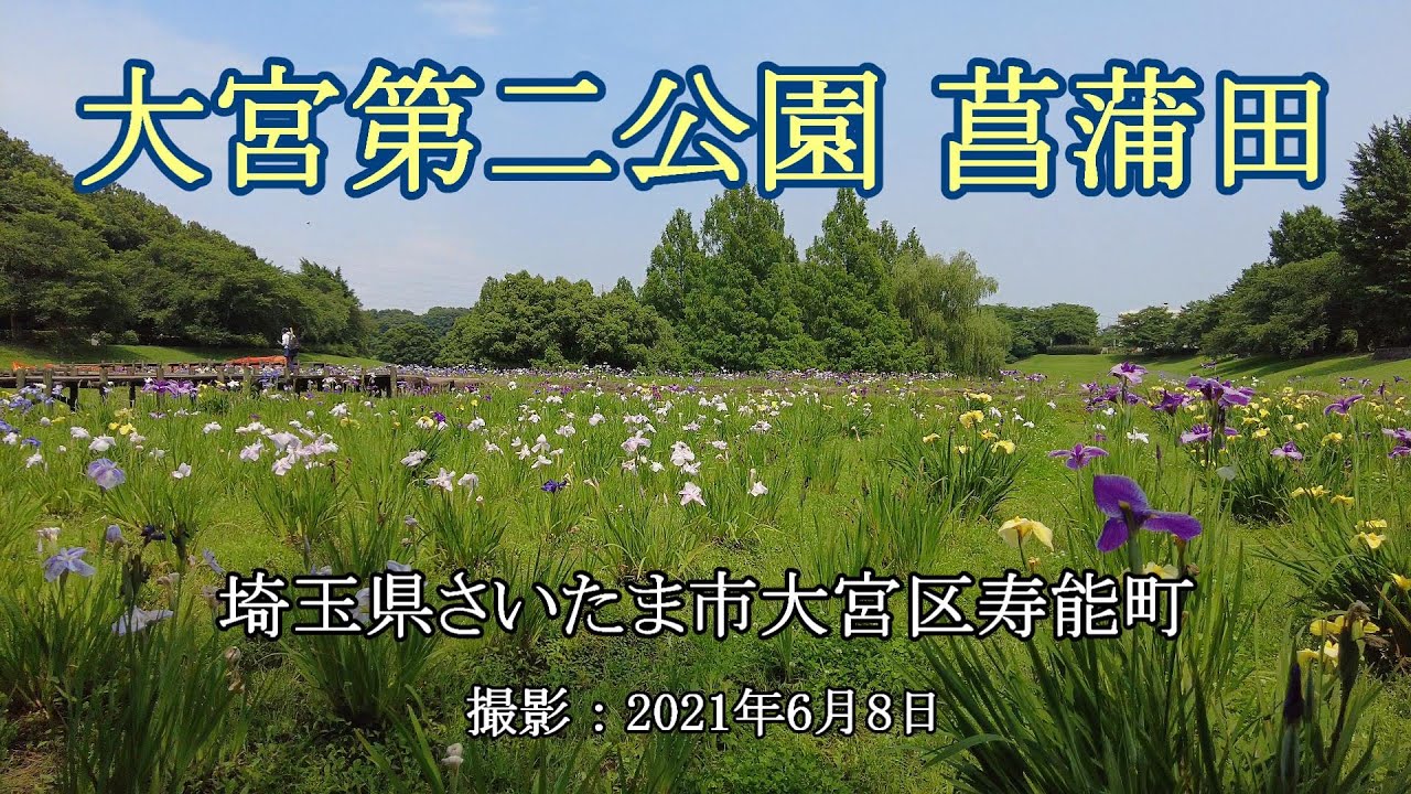 大宮第二公園 菖蒲田 4k Japanese Irises Field In Omiya Daini Park Youtube