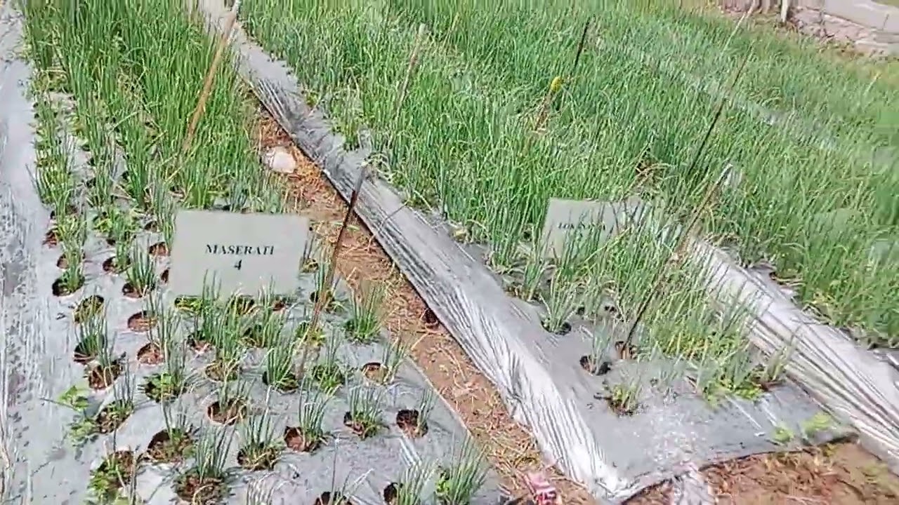 Penyiraman bawang merah 40 hst lokannata maserati