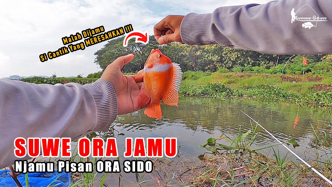 SAYANG SEKALI IKAN SECANTIK INI TERNYATA ADALAH HAMA ! Fishing Story Eps 91