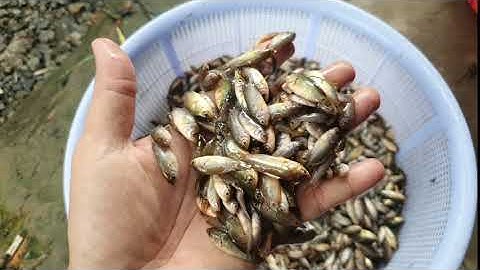 Cá rô non chiên bột - ngày giản cách ở đồng quê!