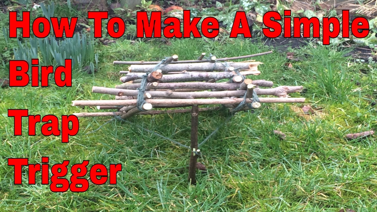 How To Make a Simple Bird Trap. - YouTube