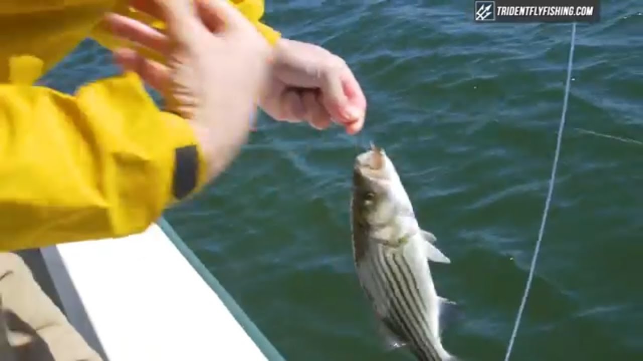 Fly Fishing for Stripers on Cape Cod YouTube