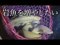 【岩魚を増やしたい】庭の池に一番好きなイワナを放流したい