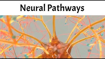 What Are Neural Pathways?