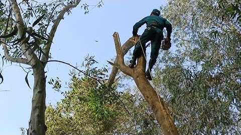 Cưa cây tràm bông vàng với cây bạch đàn .Cưa cây kỹ thuật cao .