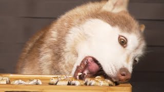 허스키 장어 먹방 asmr 25000원장어를 30초도 안돼서 먹었네/dog eating sound