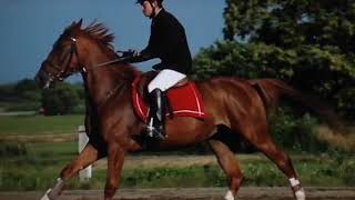 IdfcRemix Equestrian Music Video