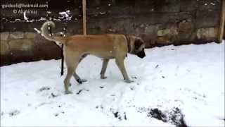 Anatolian Shepherd Dog, In Central Anatolia (Cappadocia - Turkey)