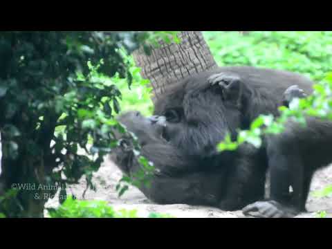 Disney's Animal Kingdom "GRACE" the youngest lowland Gorilla. - YouTube