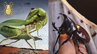 What Insects Come To The Light? Cambodia, Mondulkiri Province, Part 1.
