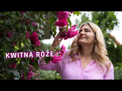 Wideo: 12 Zapachów Róż, O Których Nie Miałeś Pojęcia
