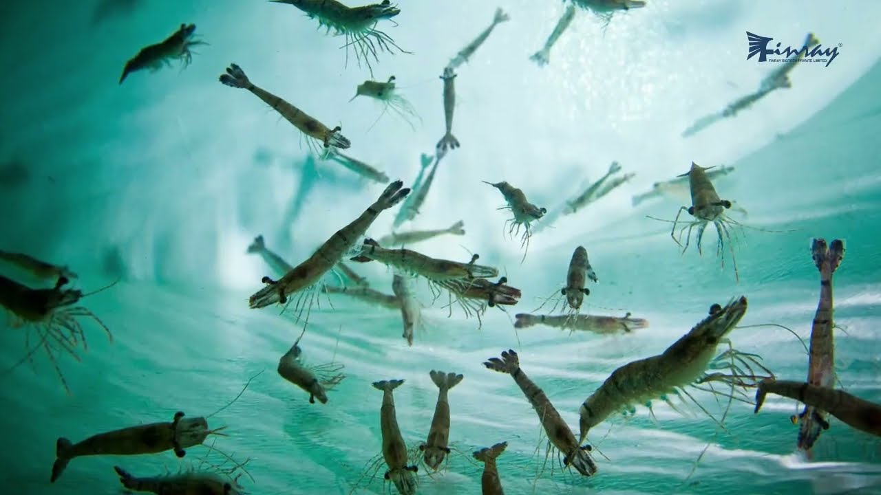 CLOBEN : Advanced Biocide for Stronger, Healthier Shrimp Cultivation! | Finray Biotech Inc